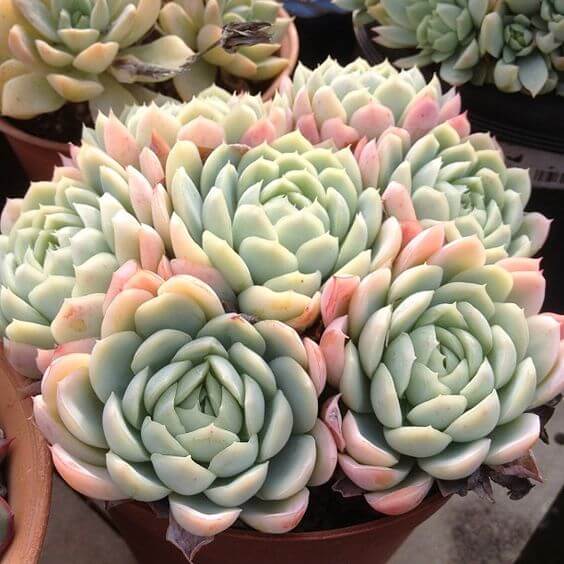 echeveria plants succulents indoor house plant succulent cactus planting perfect simply flowers shade related visit garden choose board cacti