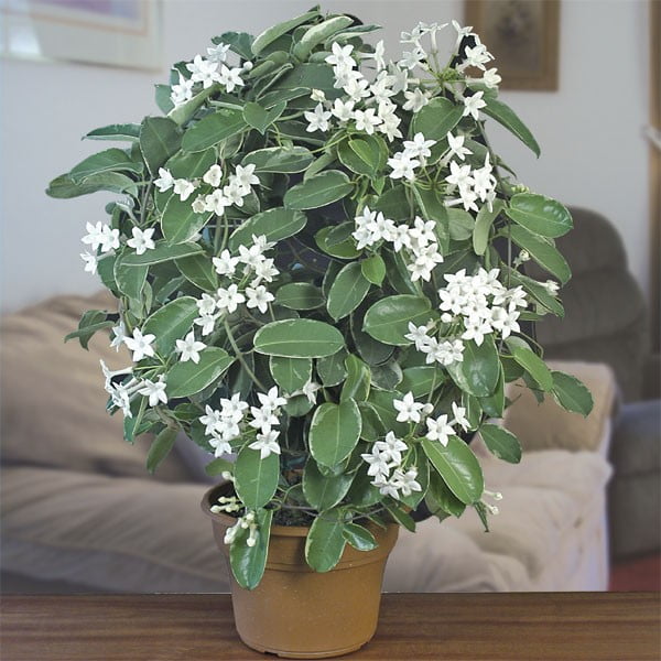 Stephanotis floribunda Flowering plants, Indoor house plant