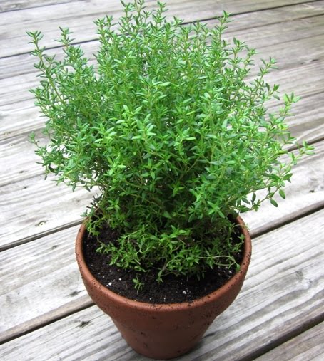 When to plant thyme indoors