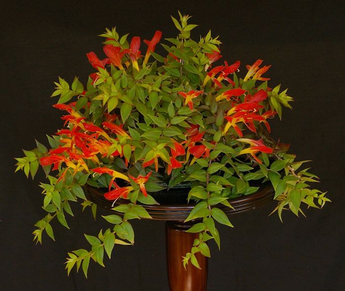 Columnea crassifolia - Flowering plants