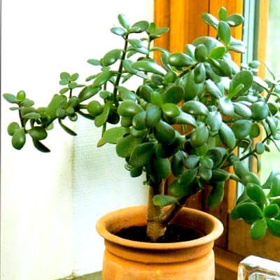 Money tree - Indoor House Plants