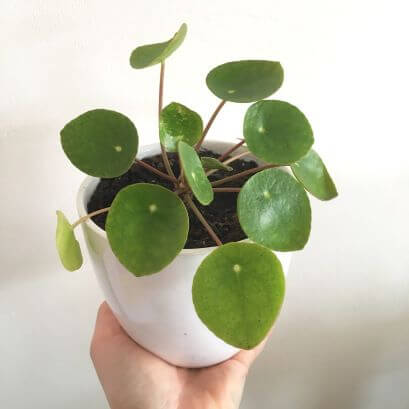 Pilea peperomioides - Indoor House Plants