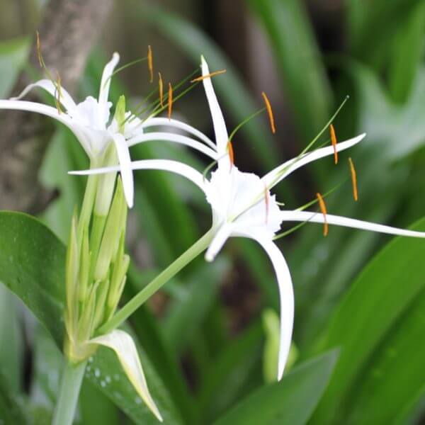 Spider Lily Hymenocallis Littoralis Flowering Plants