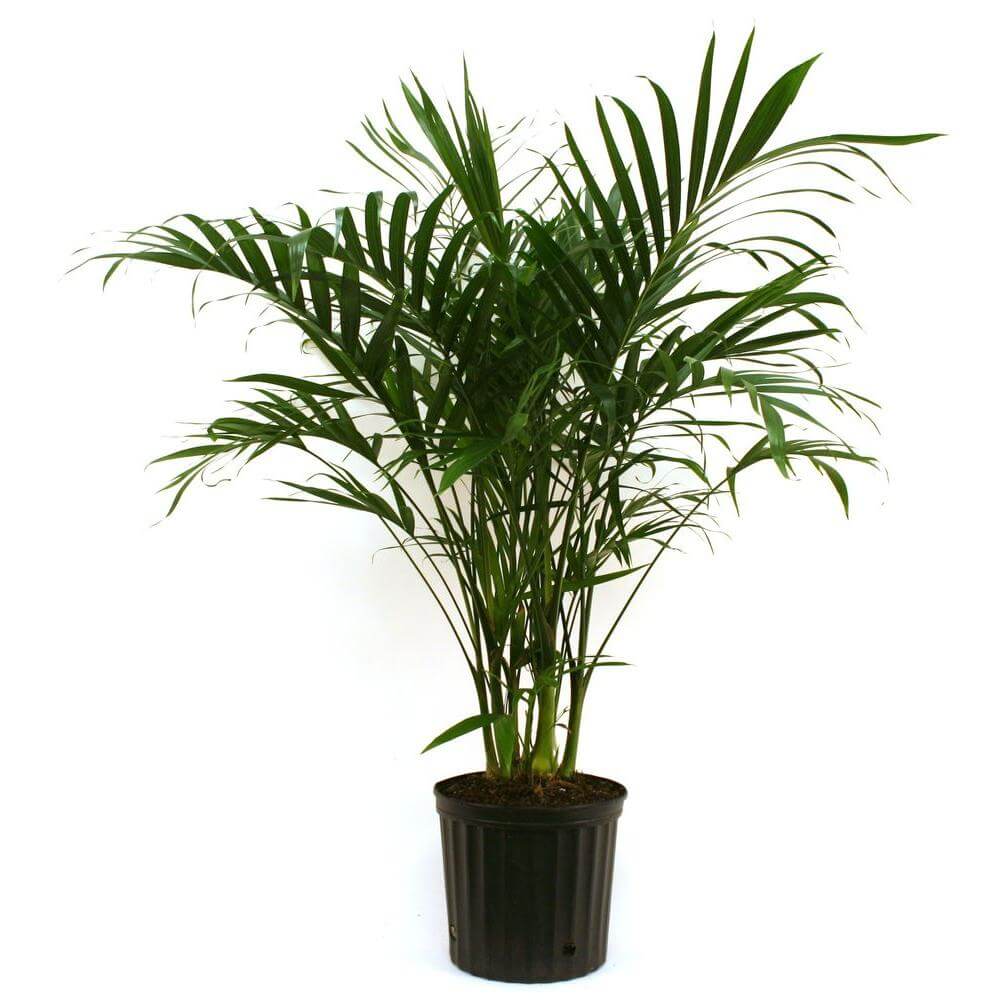 Cat palm  Chamaedorea cataractarum Indoor House  Plants 