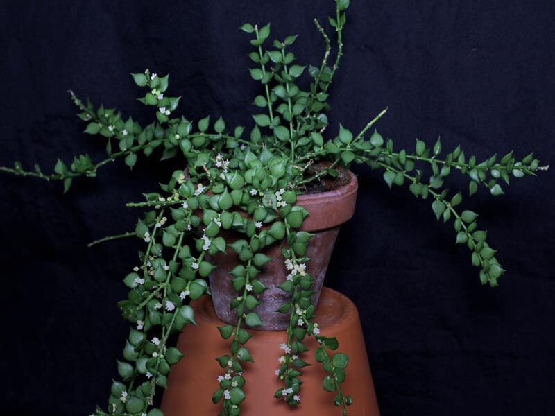 Million Hearts plant | Dischidia ruscifolia