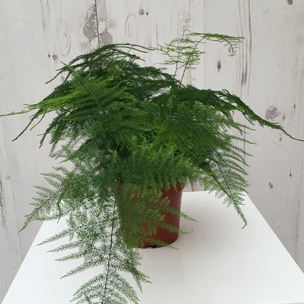Asparagus setaceus - Indoor House Plants
