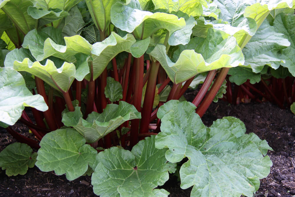 Rhubarb Plant - Vegetable garden