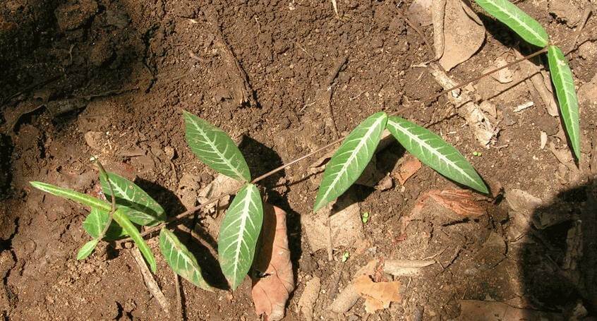 Hemidesmus indicus (Indian Sarsaparilla) - Herb garden