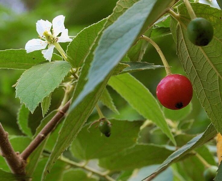 Muntingia calabura - Fruit garden