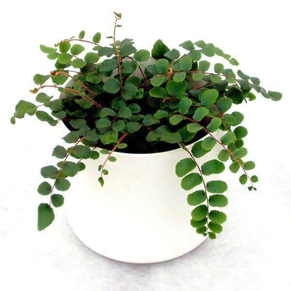 Pellaea rotundifolia (Button fern) - Fern plants