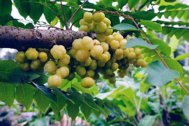 Phyllanthus acidus (Star gooseberry) - Fruit garden