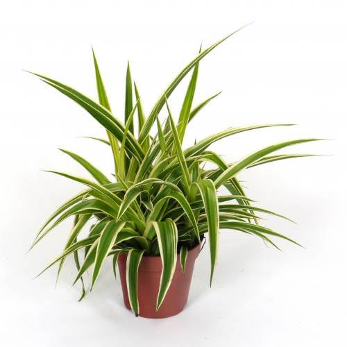 Spider Plant (Chlorophytum comosum Ocean) - Indoor House Plants