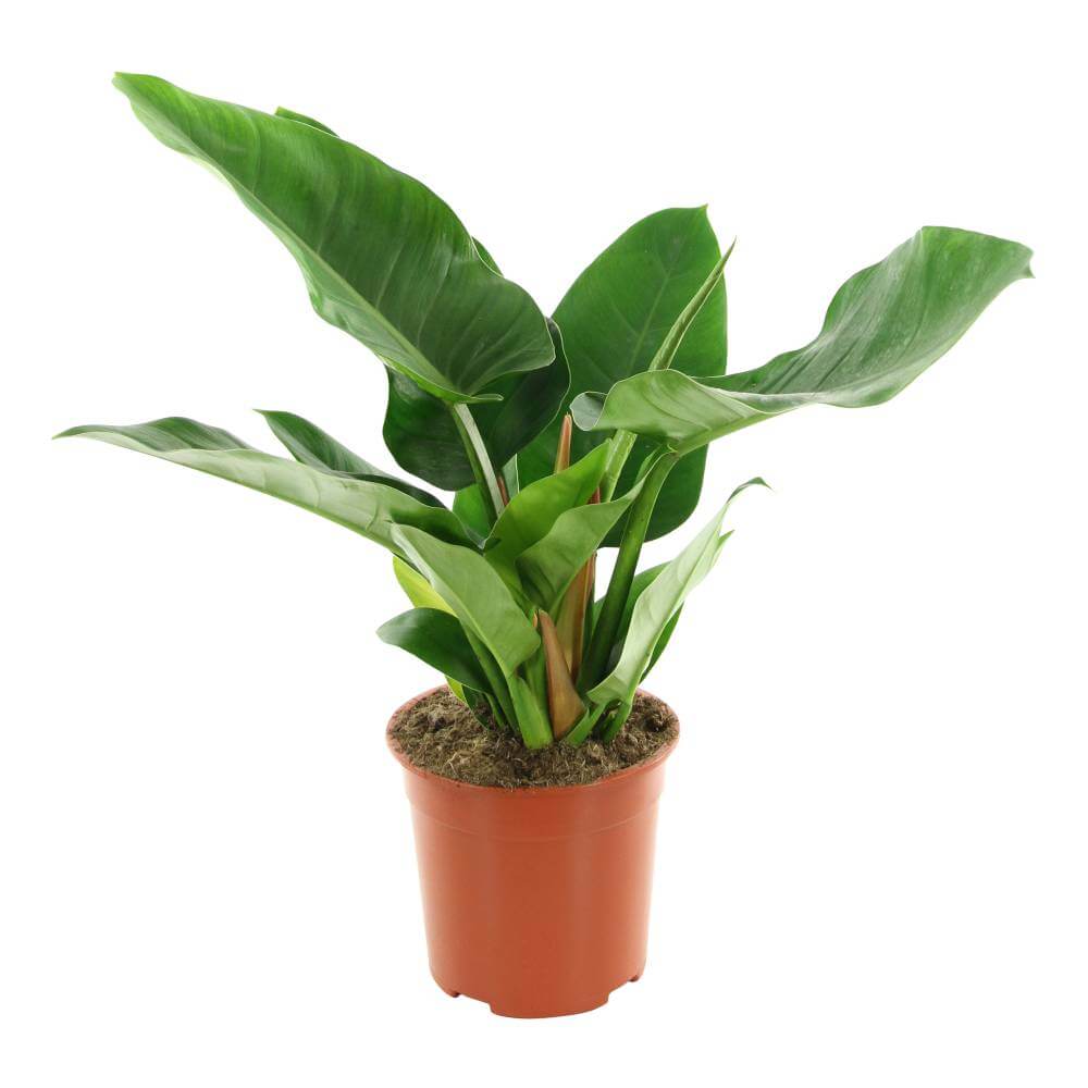 Philoderon Imperial Green Indoor Shrub Tree Plant 40cm Tall 