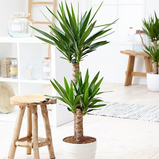 Indoor plants like yucca