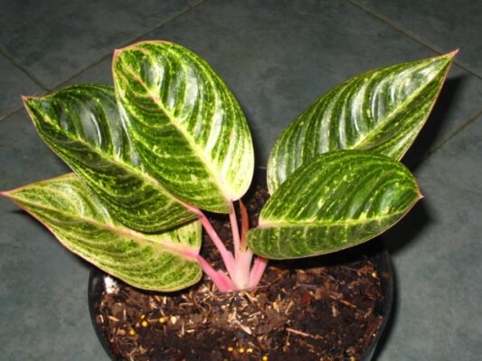 Aglaonema Kresna (Chinese Evergreen) - Indoor Plants