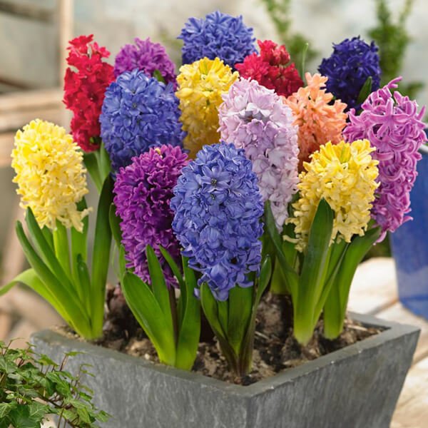 Hyacinth (Hyacinthus orientalis) Flowering plants