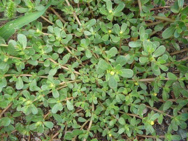 Purslane (Portulaca oleracea) - Vegetable garden