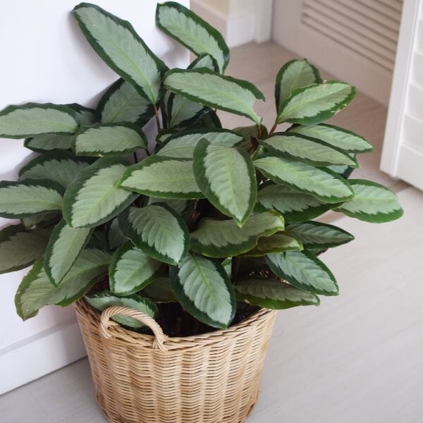 Calathea picturata - Indoor Plants