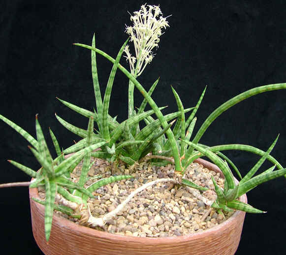 Sansevieria ballyi - Indoor Plants