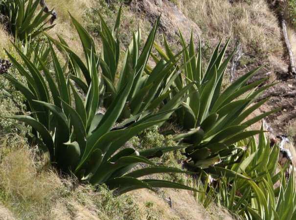 Agave karatto (Antigua Agave) - Succulent plants, Ornamental Plant
